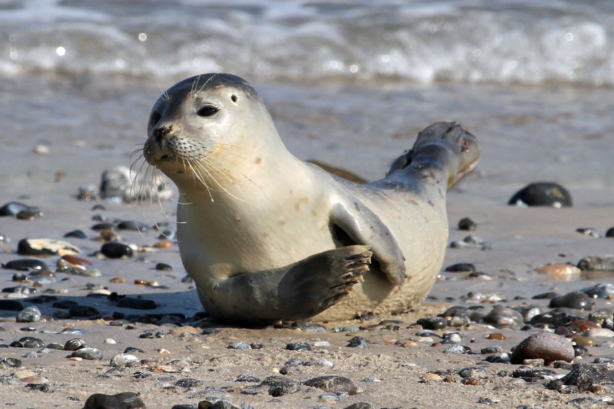 Seehund (Phoca vitulina), (c) Jürgen Podgorski/NABU-naturgucker.de