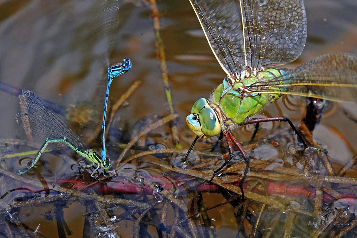Klein- und Großlibellen bei der Eiablage: Hufeisen-Azurjungfern (Coenagrion puella) und Große Königslibelle (Anax imperator)
(c) Jens Winter/NABU-naturgucker.de