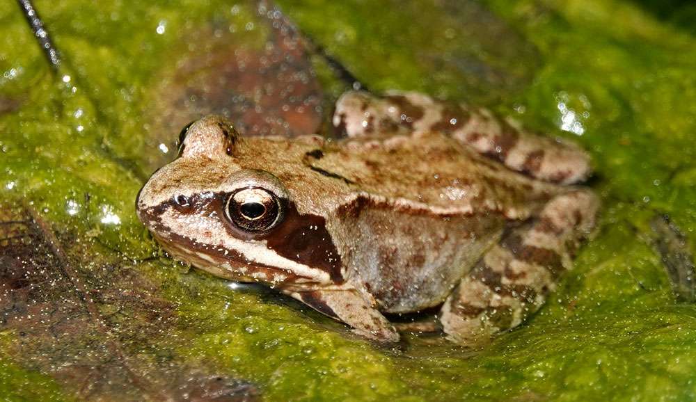 Grasfrosch (Rana temporaria), (c) Jens Winter/NABU-naturgucker.de