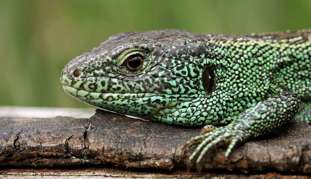 Zauneidechse (Lacerta agilis), (c) Elke Künne/NABU-naturgucker.de