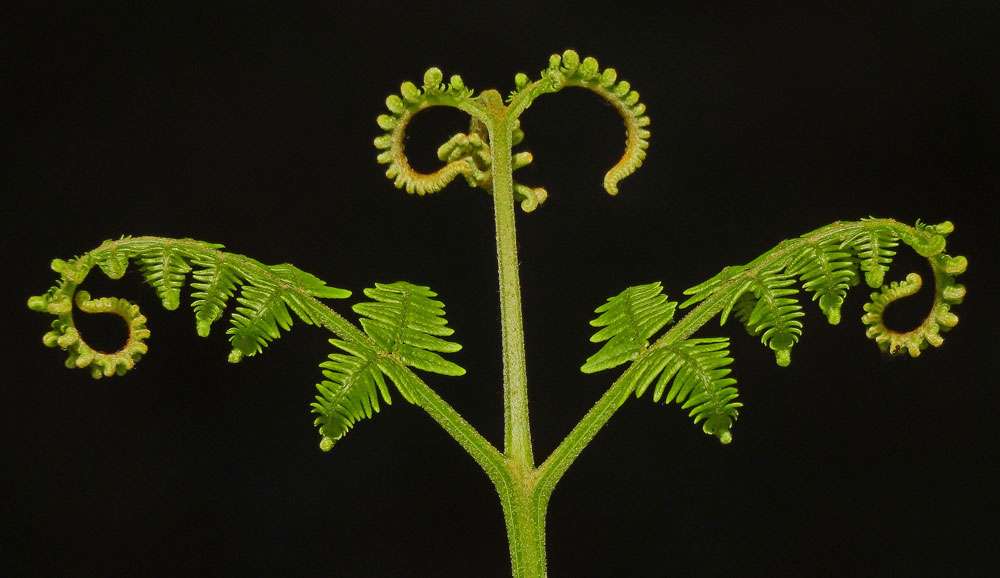 Adlerfarn (Pteridium aquilinum), (c) Monika Jenssen/NABU-naturgucker.de