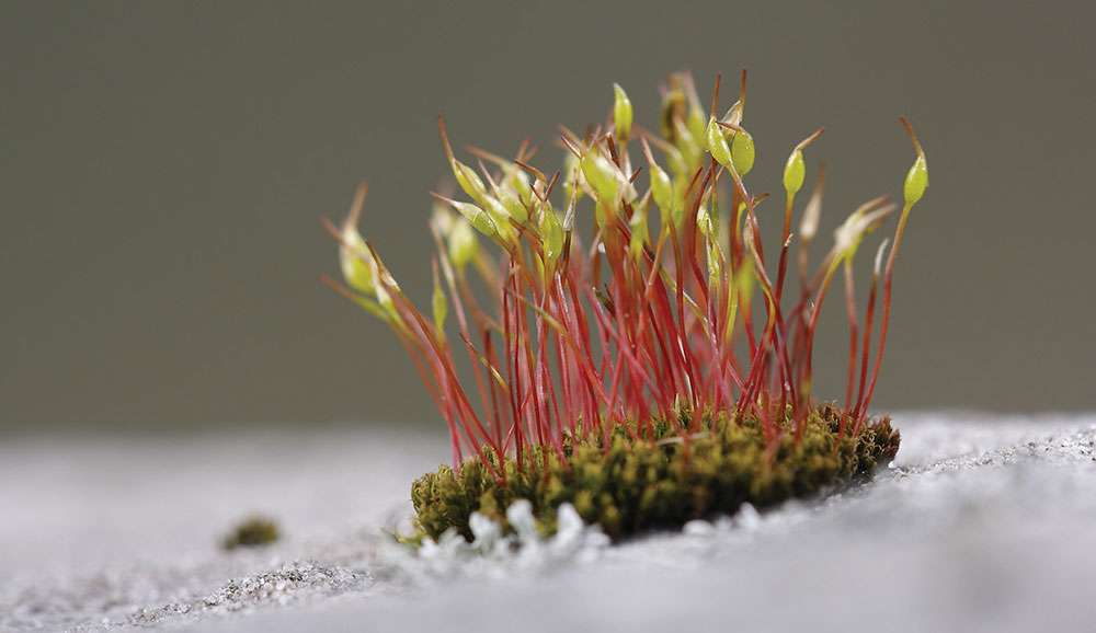 Mauer-Drehzahnmoos (Tortula muralis), (c) Regine Schadach/NABU-naturgucker.de