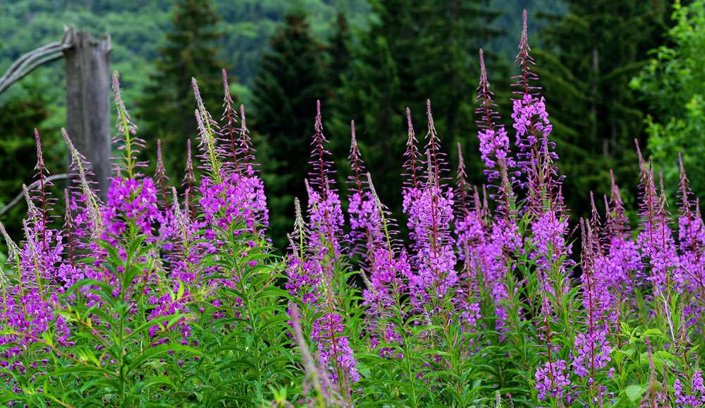 Schmalblättriges Weidenröschen (Epilobium angustifolium), (c) Hans Schwarting/NABU-naturgucker.de