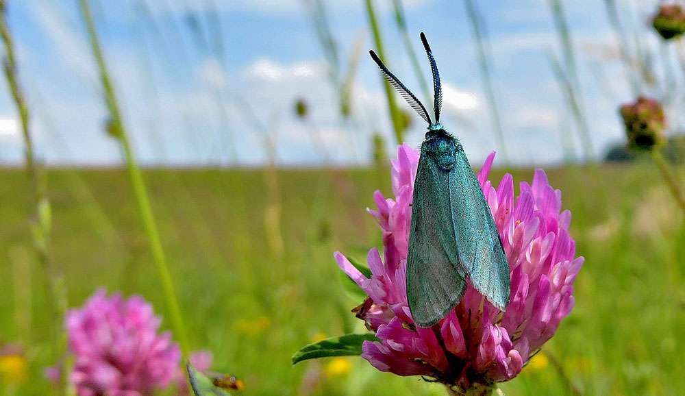 Grünwidderchen (Adscita/Jordanita sp.), (c) Karin-Simone Hauth/NABU-naturgucker.de