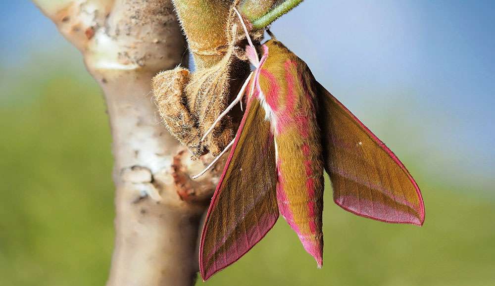 Mittlerer Weinschwärmer (Deilephila elpenor), (c) Georg May/NABU-naturgucker.de