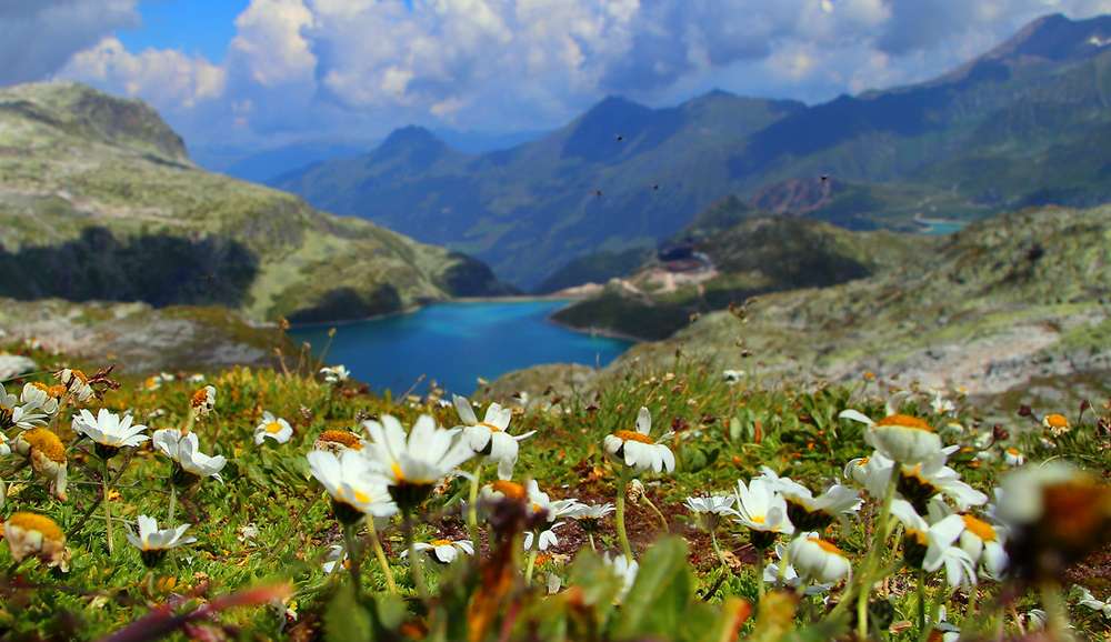 Almwiese, (c) Eugen Zarzycki/NABU-naturgucker.de