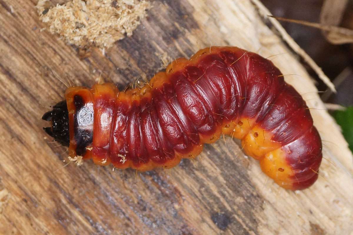 Bis zu 10 cm lang: Raupe des Weidenbohrers (Cossus cossus), (c) Andreas Röcker/NABU-naturgucker.de