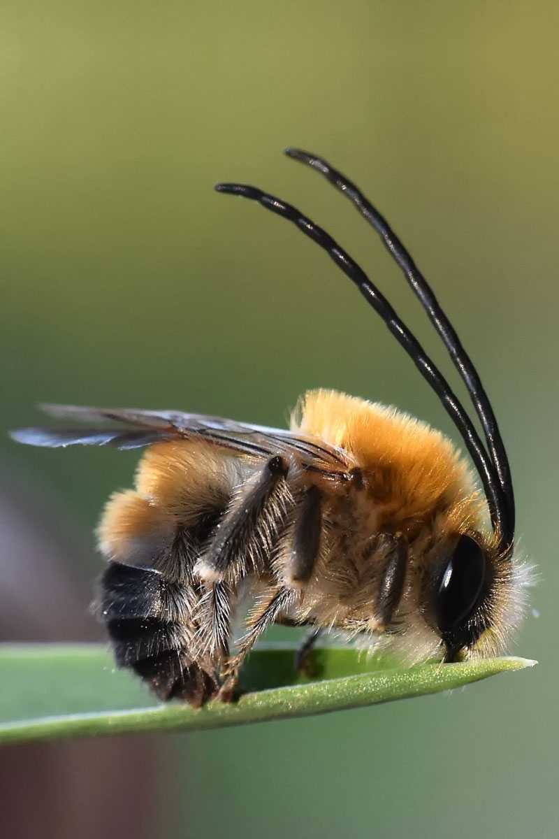 Mai-Langhornbiene (Eucera nigrescens), (c) Karin Heilig/NABU-naturgucker.de