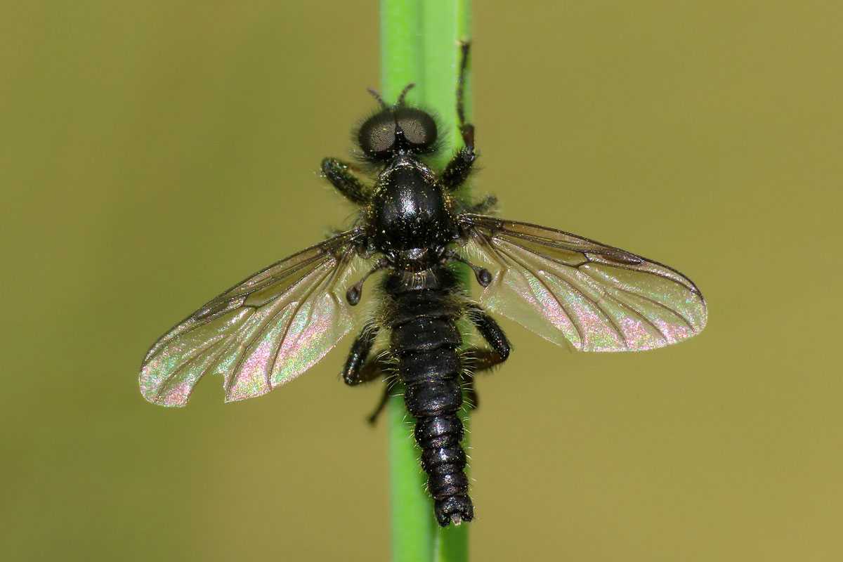 Wollige Haarmücke (Bibio lanigerus), (c) Gerwin Bärecke/NABU-naturgucker.de