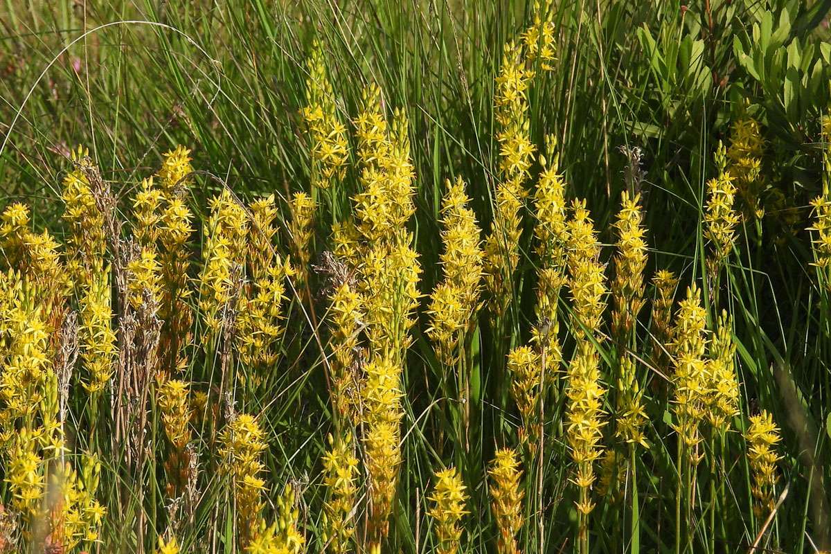 Moorlilie (Narthecium ossifragum), (c) Jörg Chmill-Völsch/NABU-naturgucker.de