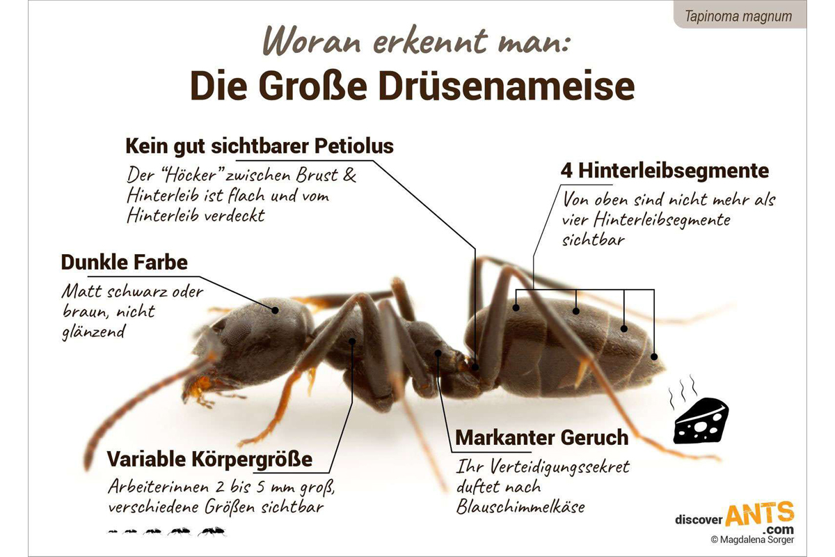 Merkmale der Großen Drüsenameise, (c) Magdalena Sorger, DiscoverAnts.com