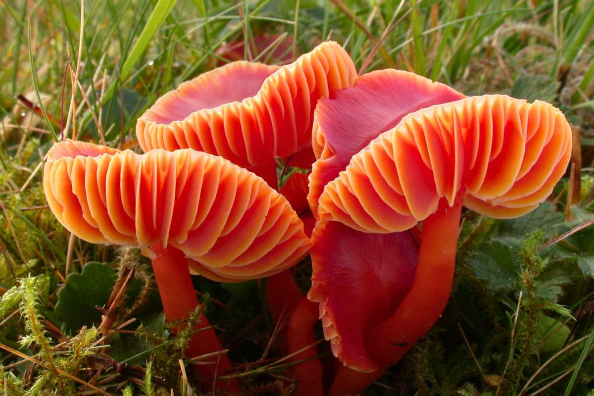 Kirschroter Saftling (Hygrocybe coccinea), (c) Karl-Heinz Schmitz/NABU-naturgucker.de