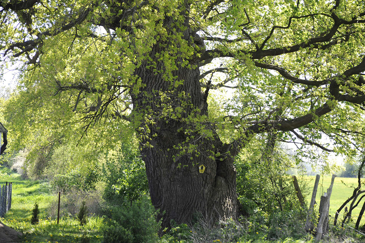 Stiel-Eiche, (c) Franz Näther/NABU-naturgucker.de