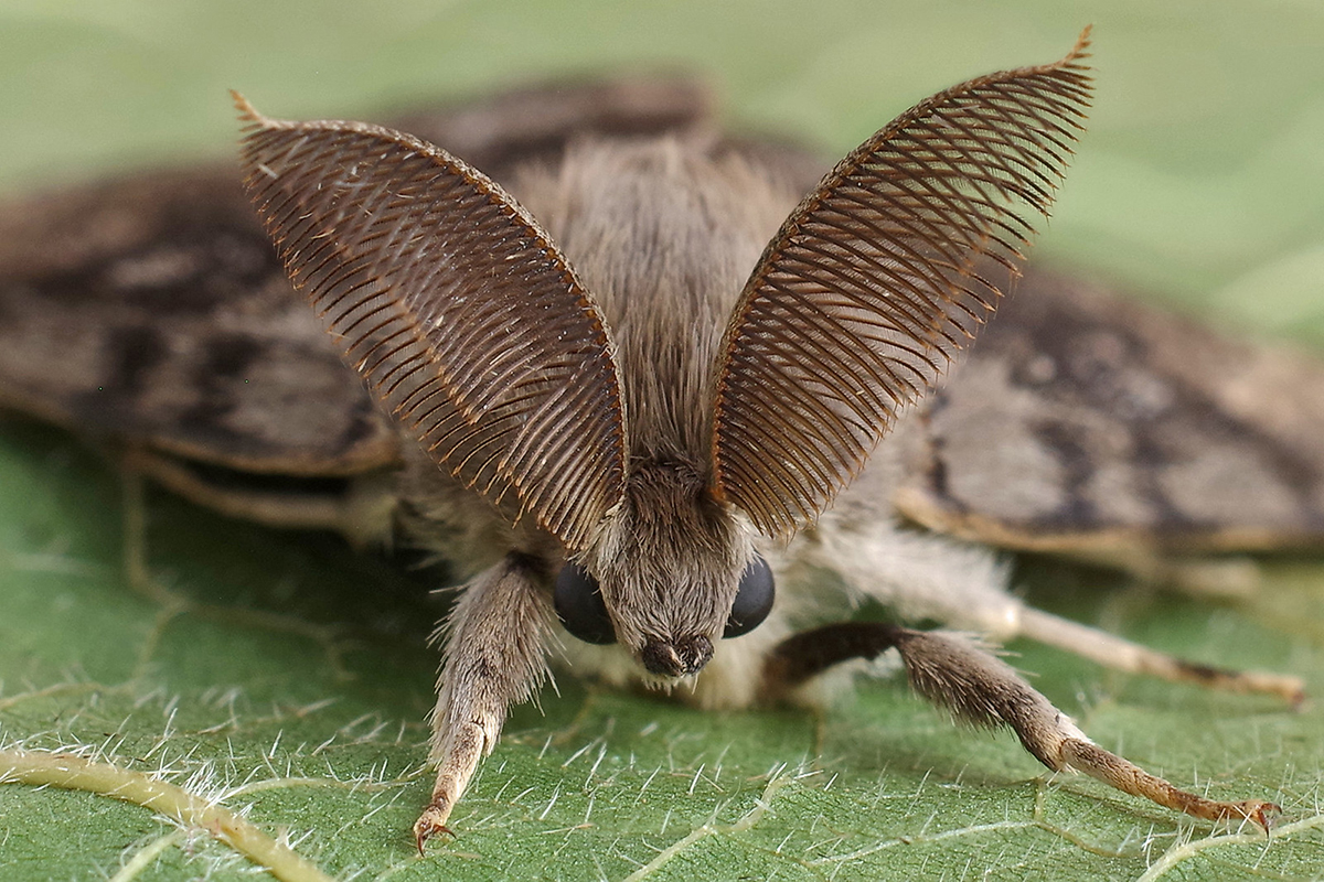 Männlicher Schwammspinner, (c) Rainer Wissing/NABU-naturgucker.de