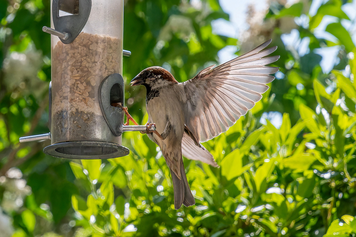 Haussperling an Fütterung, (c) Ulrich + Karin Klein/NABU-naturgucker.de