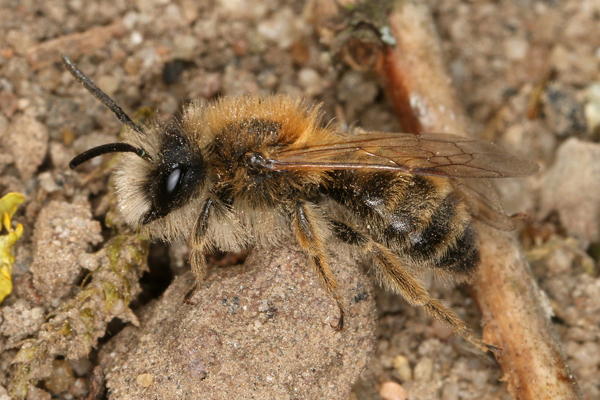 Weiße Bindensandbiene, (c) Volkmar Nix/NABU-naturgucker.de