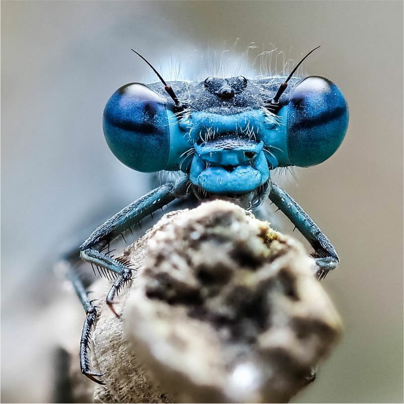 Öffnen 1. Was sind Libellen?