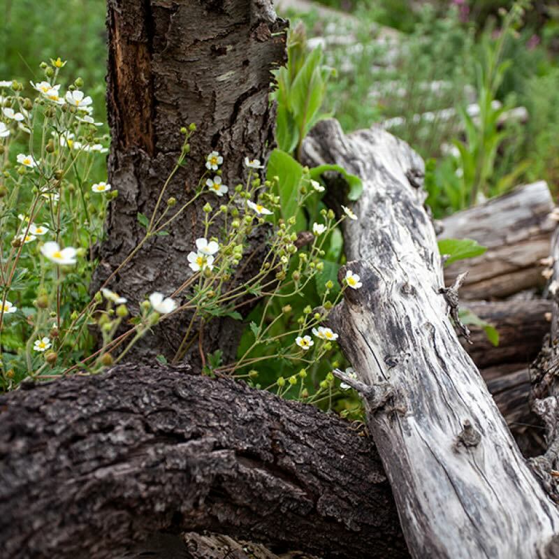 Öffnen 7. Wahre Schätze im Naturgarten