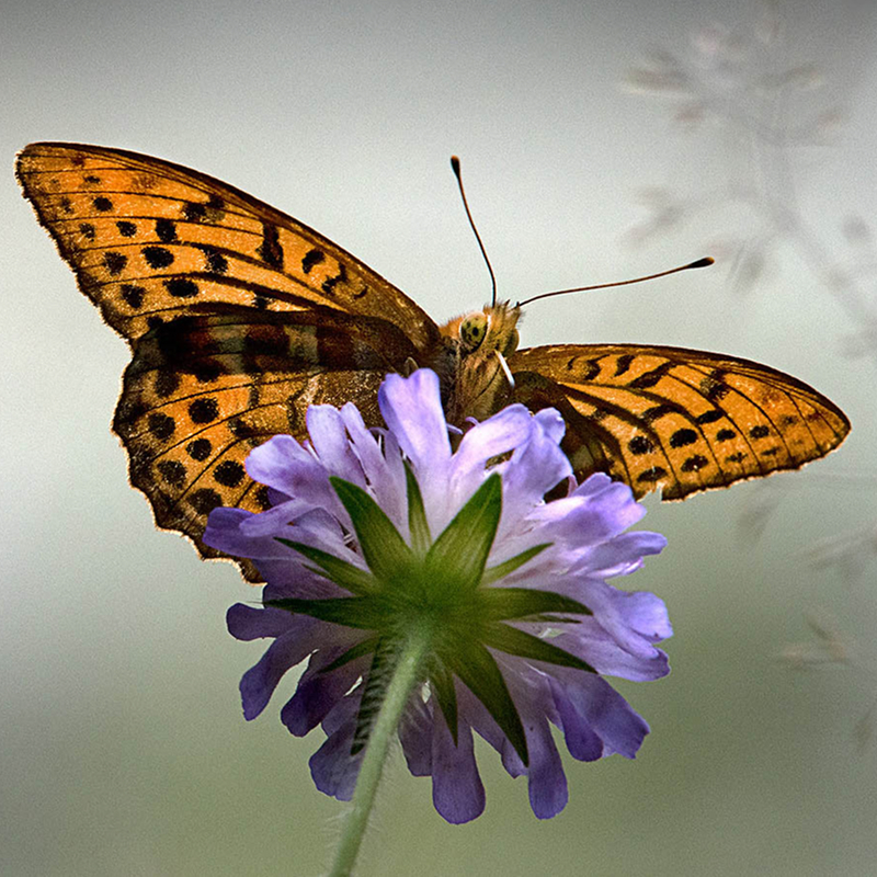 Öffnen 1. Schmetterlinge als Vertreter der Insekten