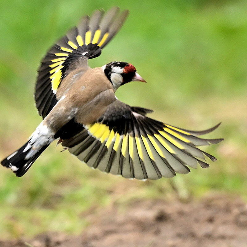 Öffnen 1. Biologie der Vögel