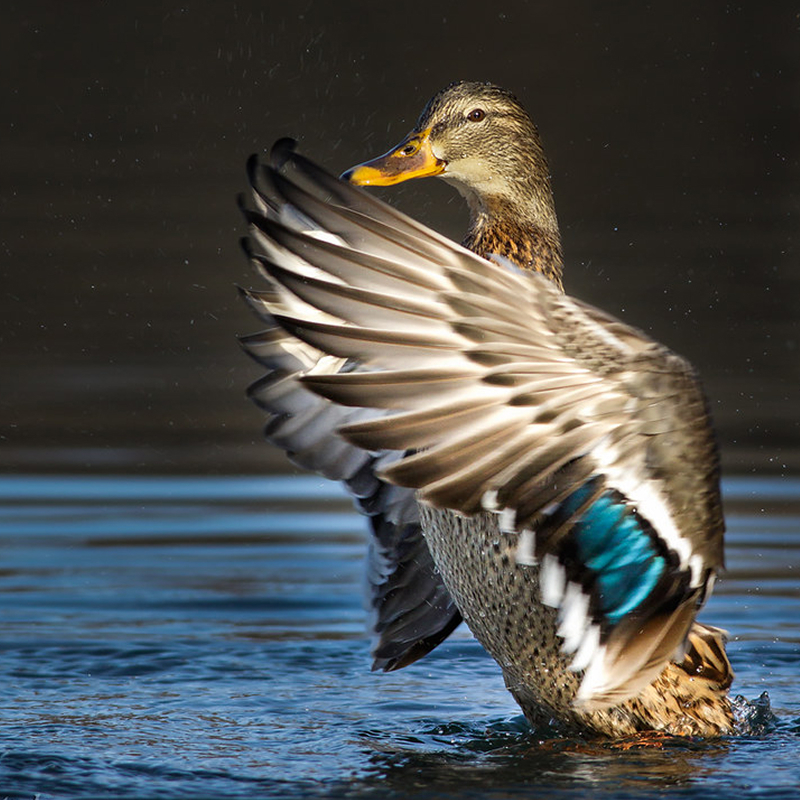 Öffnen 3. Vögel am Gewässer