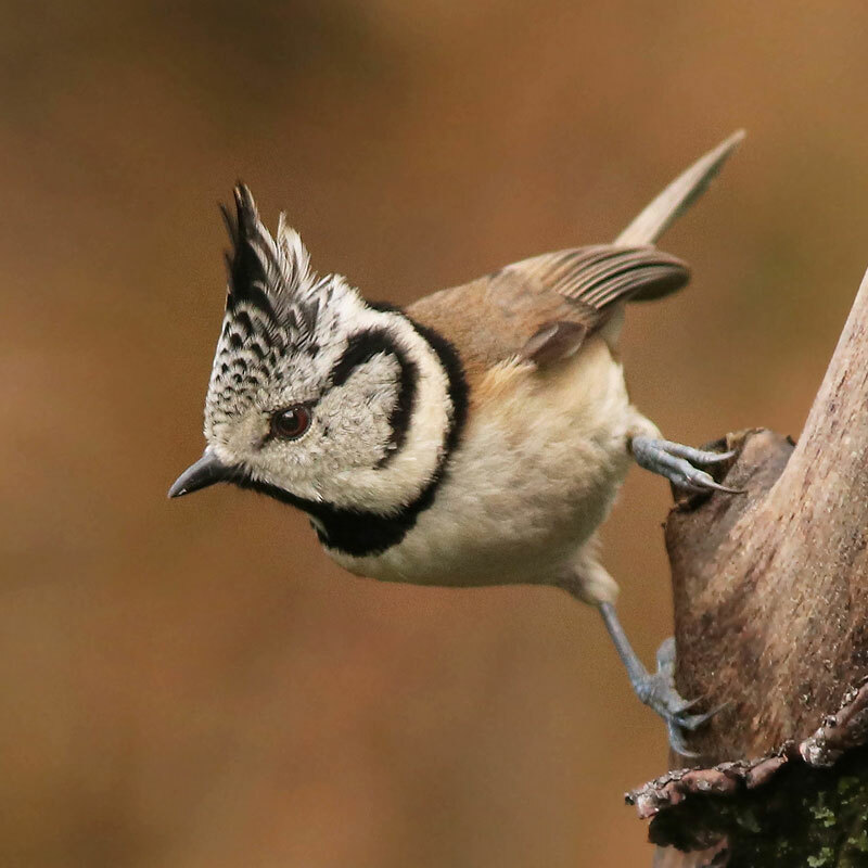 Öffnen 4. Vogelschutz