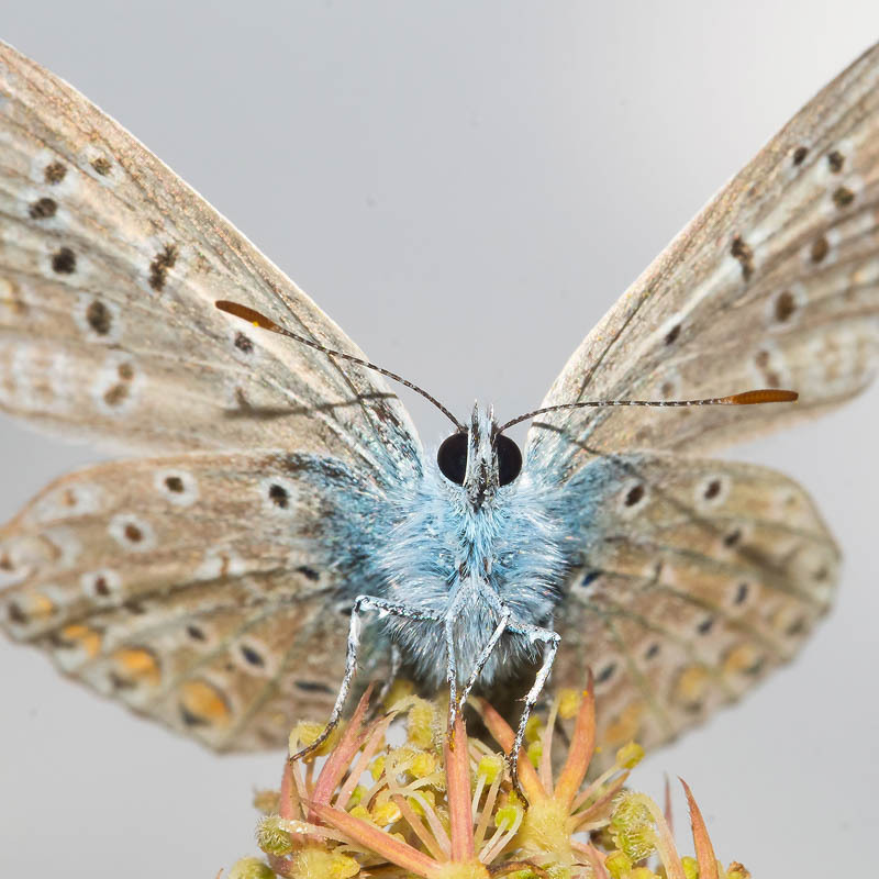 Öffnen 2. Wie leben Insekten?