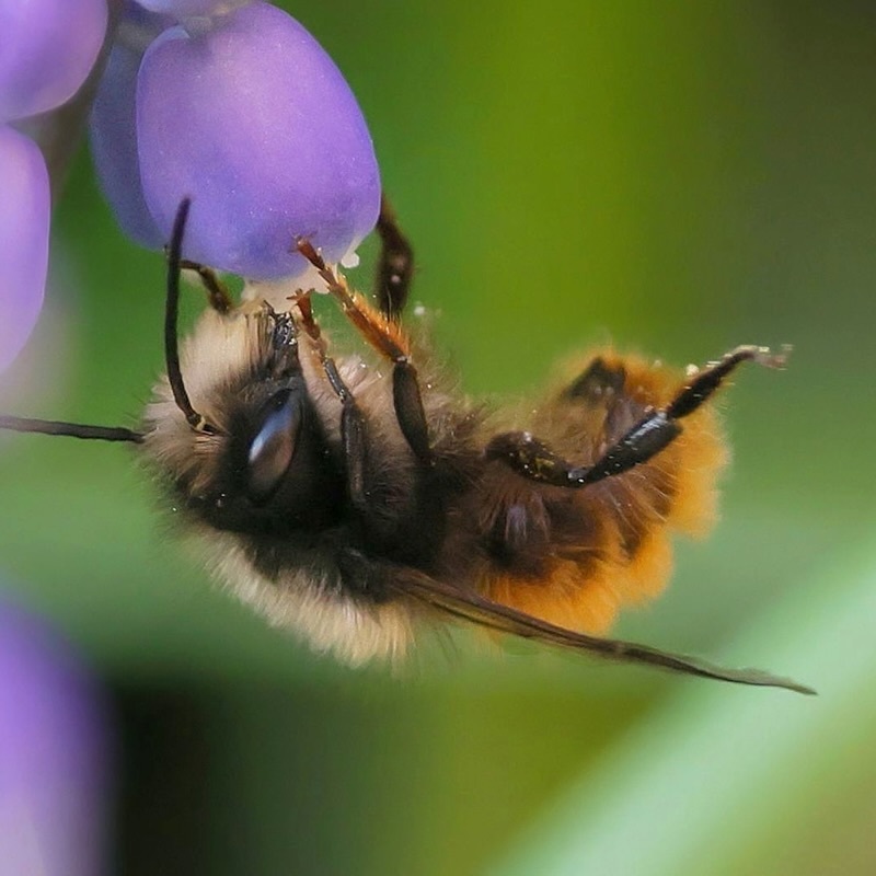 Öffnen 3. Wo leben Insekten?