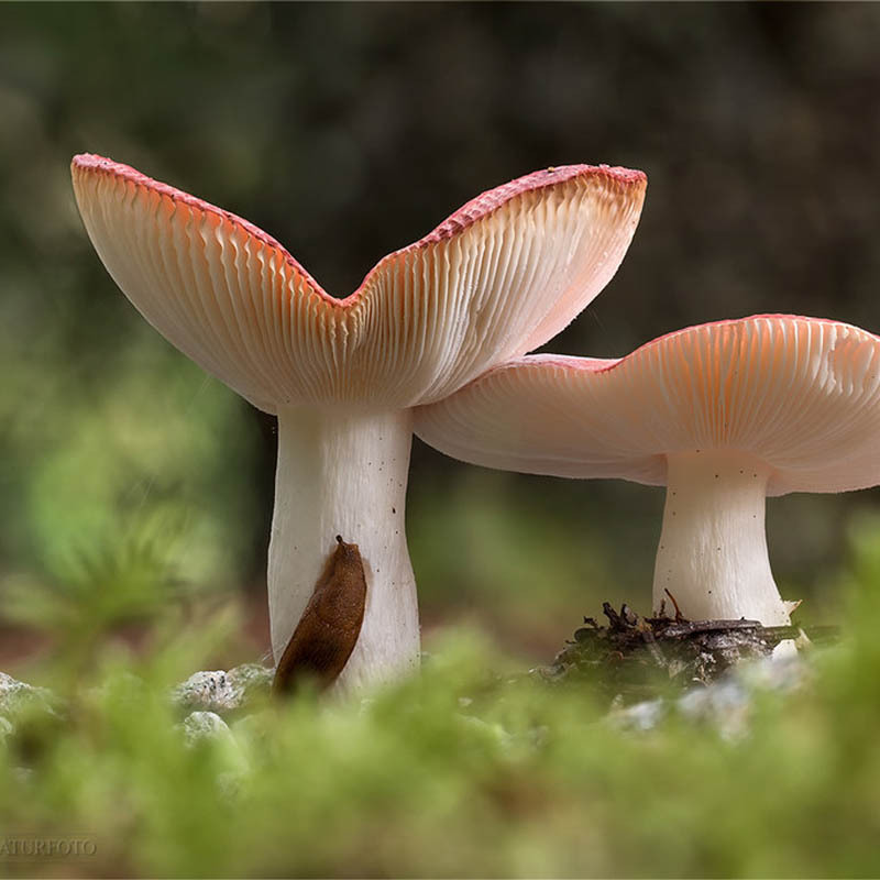 Öffnen 1. Sprödblättler (Russulales)
